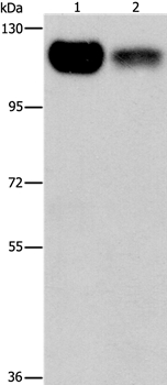 PRKD1 Antibody