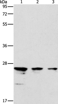 MOB1B Antibody