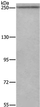 WNK3 Antibody