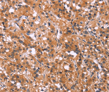 MAPK11  Antibody