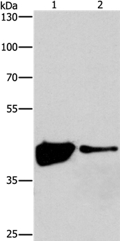 MAPK11  Antibody