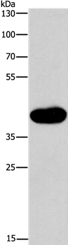 MAPK13 Antibody