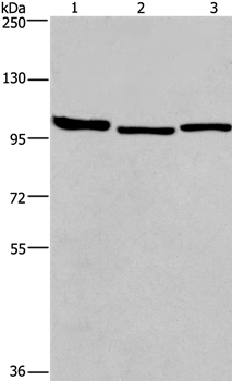 BCAR1 Antibody