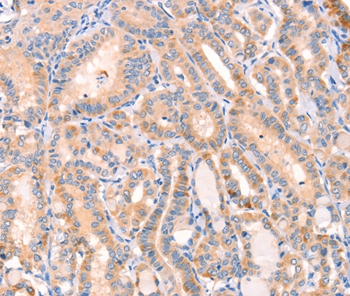 CD109 Antibody