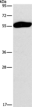 SPAG6 Antibody