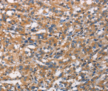 CDC23 Antibody