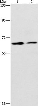 CDC23 Antibody