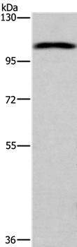 ANO1 Antibody