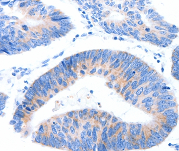 MUC3A Antibody