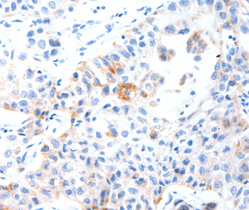 MUC3A Antibody