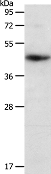 PDCD2 Antibody