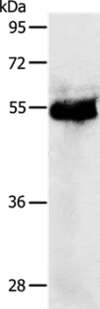 PRKAR1B Antibody