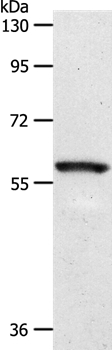 SLC5A1 Antibody