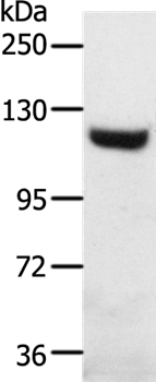 SLC24A1 Antibody