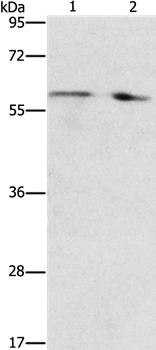 STEAP4 Antibody