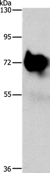 SYN1 Antibody