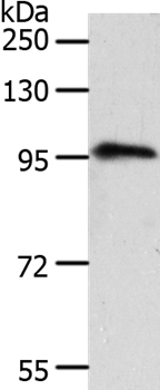 TRPC3 Antibody