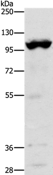 TRPM5 Antibody