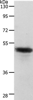 CERS2 Antibody