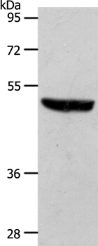 S1PR1 Antibody