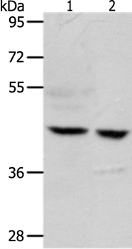 S1PR5 Antibody