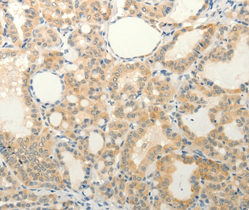 FAT3 Antibody