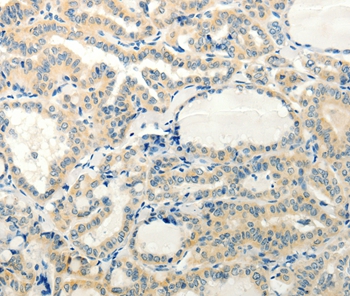 RXFP3 Antibody