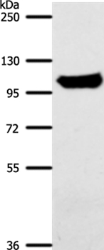 ACO1 Antibody