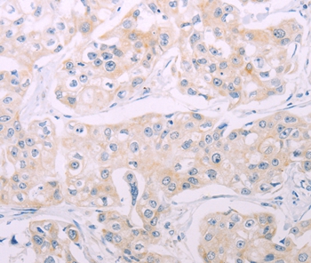 ADCY7 Antibody