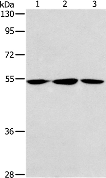 ALDH9A1 Antibody