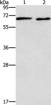 ADRA1A Antibody