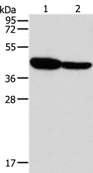 GLRA1 Antibody