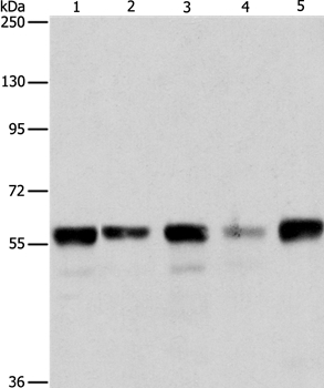 ARIH2 Antibody