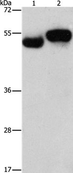 AMZ1 Antibody