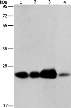 ARFRP1 Antibody