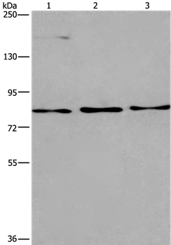 AGO4 Antibody