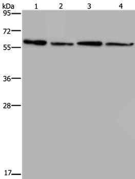 ART4 Antibody