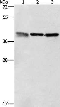 ZFP42 Antibody