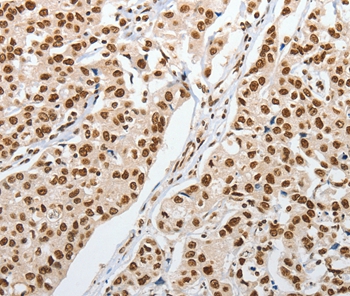 PIWIL3 Antibody