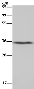 DDAH1 Antibody