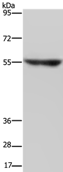 NRG3 Antibody