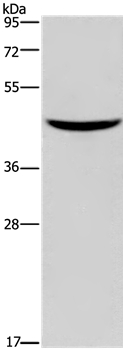 GIPR Antibody