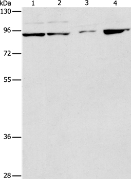 PIK3R2 Antibody