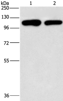 PIP5K1C Antibody