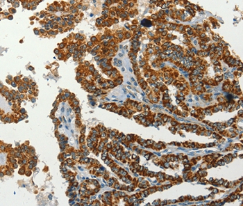 SERPINA9 Antibody