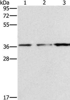 NDNL2 Antibody