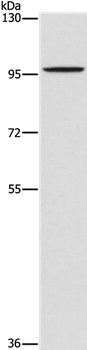 PDE6C Antibody