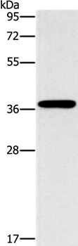 MARC1 Antibody