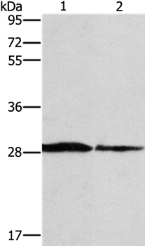 SPR Antibody