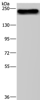 BRD4 Antibody